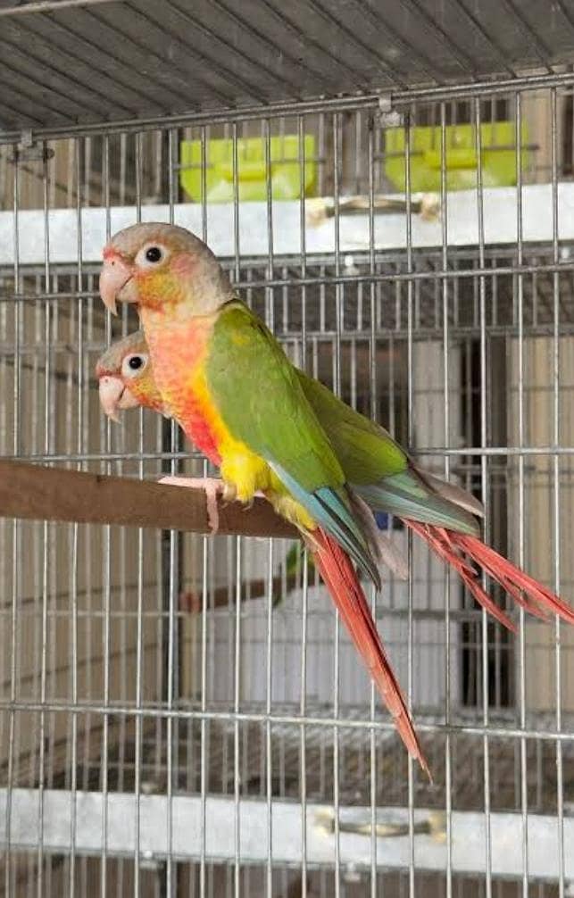 pineapple conure breeder pair 0