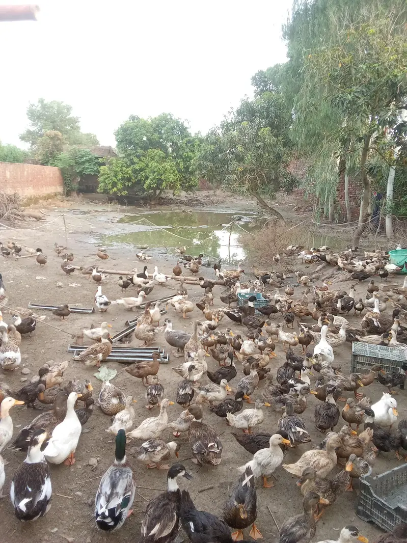 duck farm business for sell — photo 2