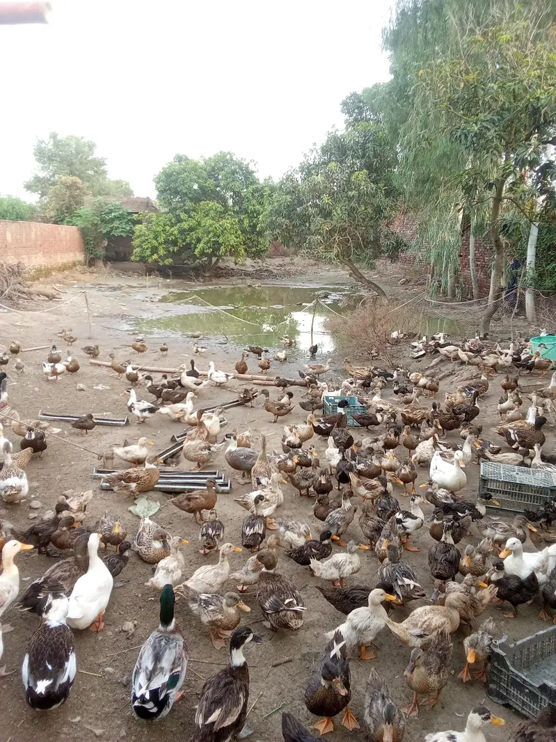 duck farm business for sell — photo 3