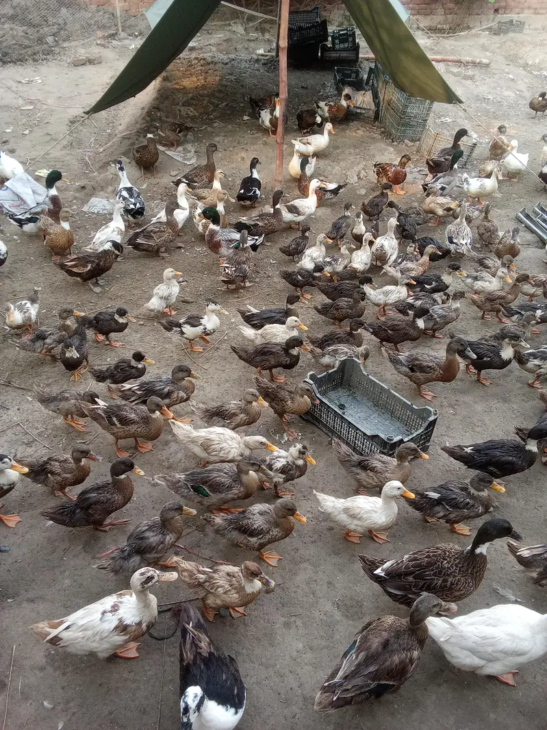 duck farm business for sell — photo 4