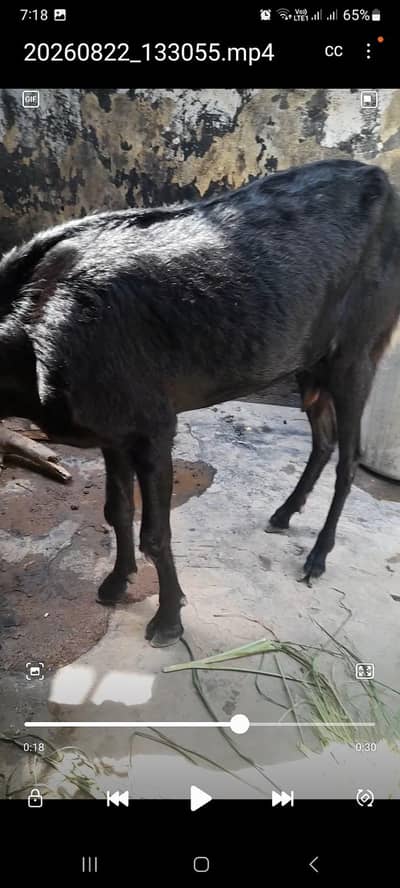 dise bakri for sell