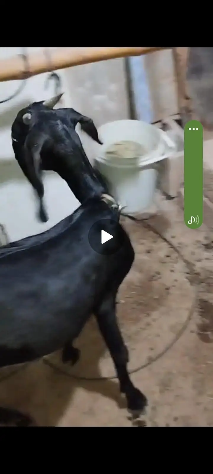 dise bakri for sell — photo 2