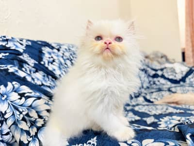 Kitten