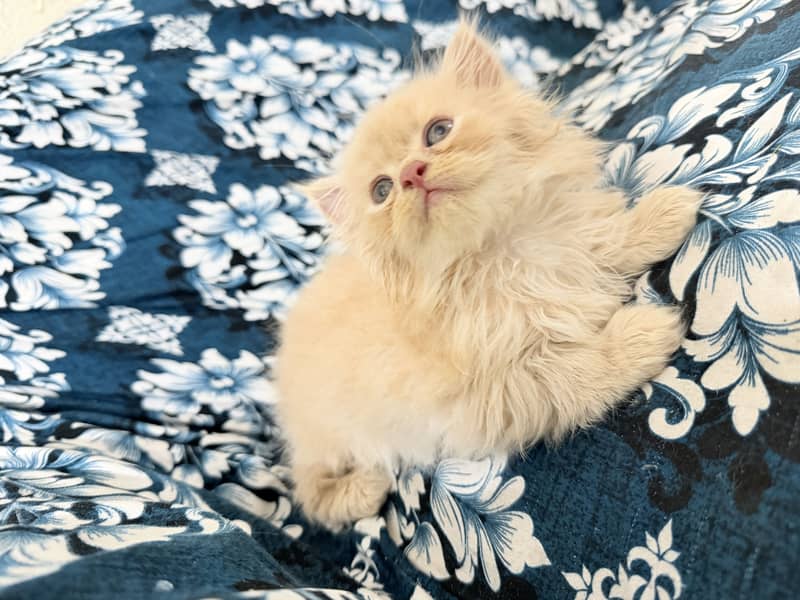 Kitten 1