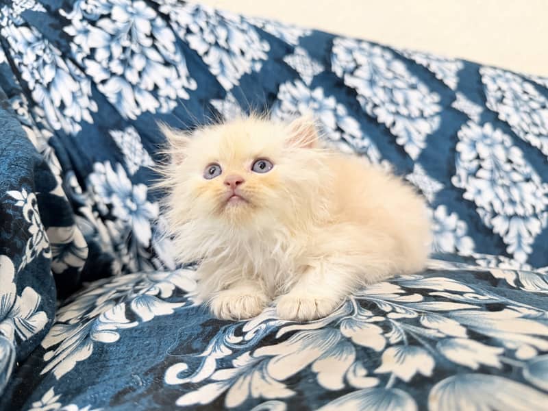 Kitten 2