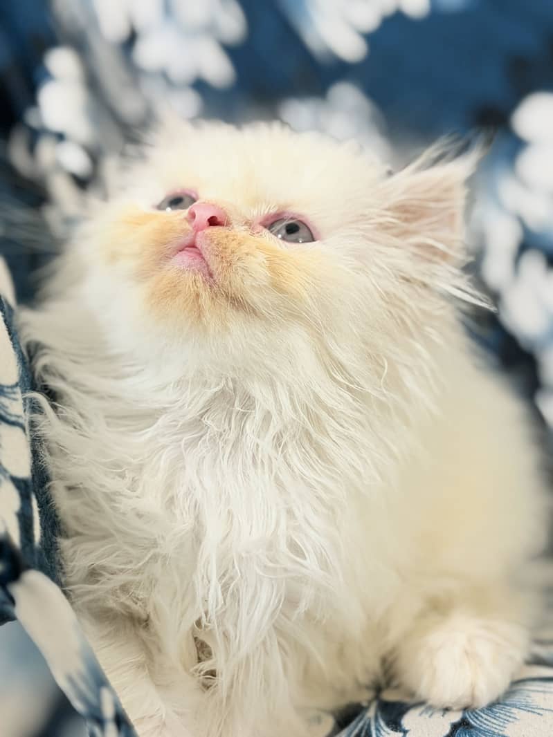 Kitten 3