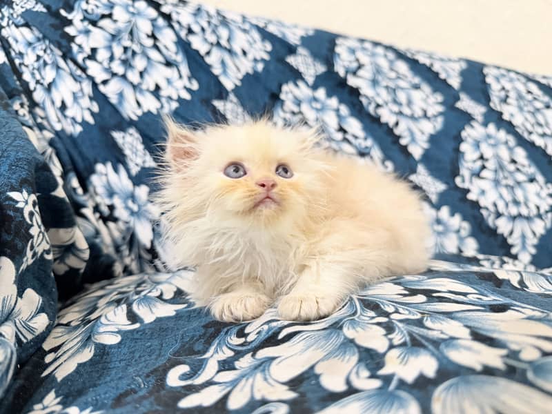 Kitten 4