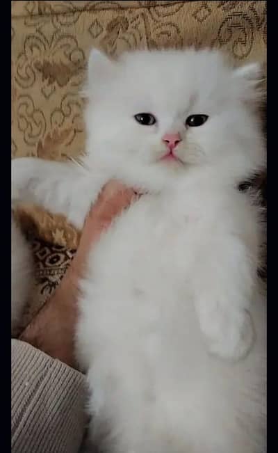 Persian cats kitten Punch face female and male both available