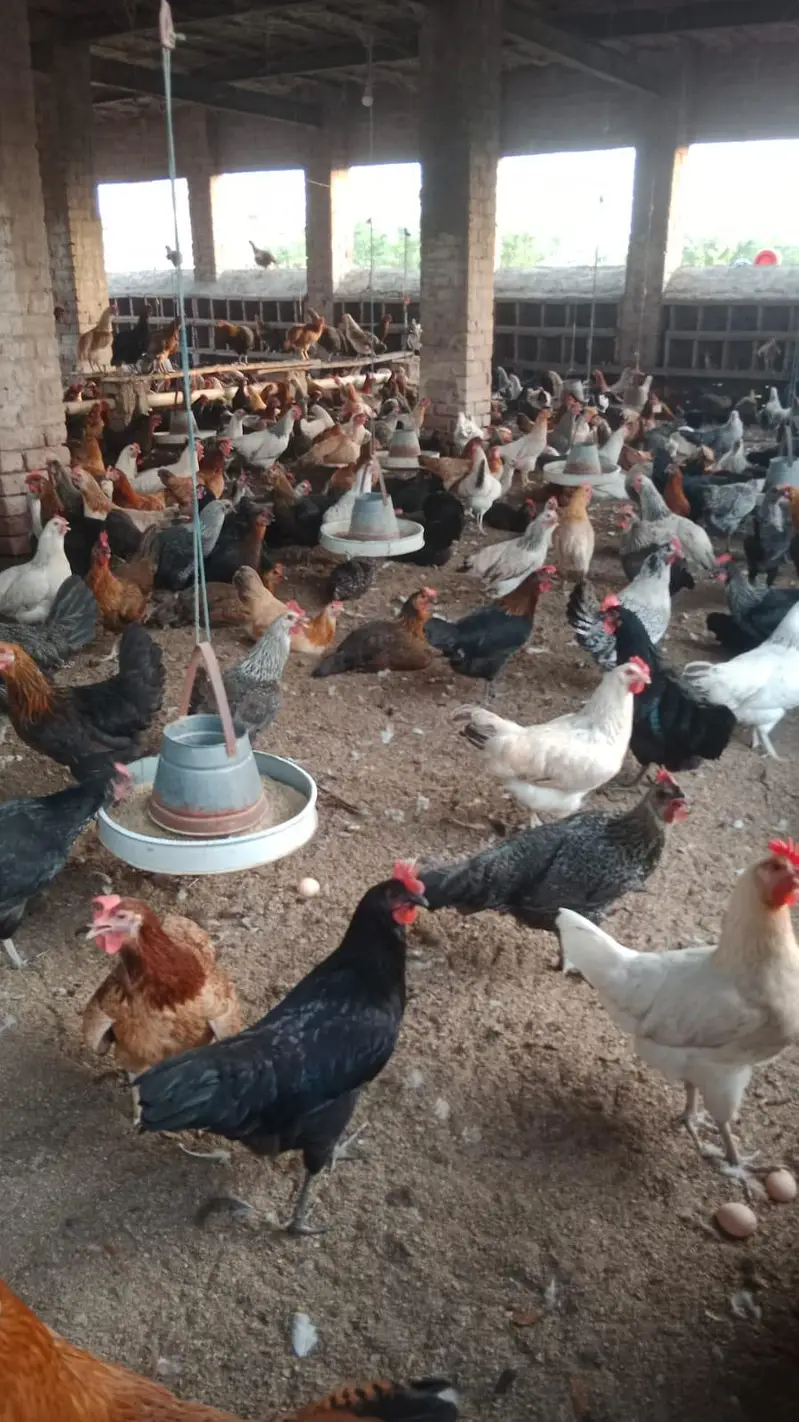 hens starter — photo 3