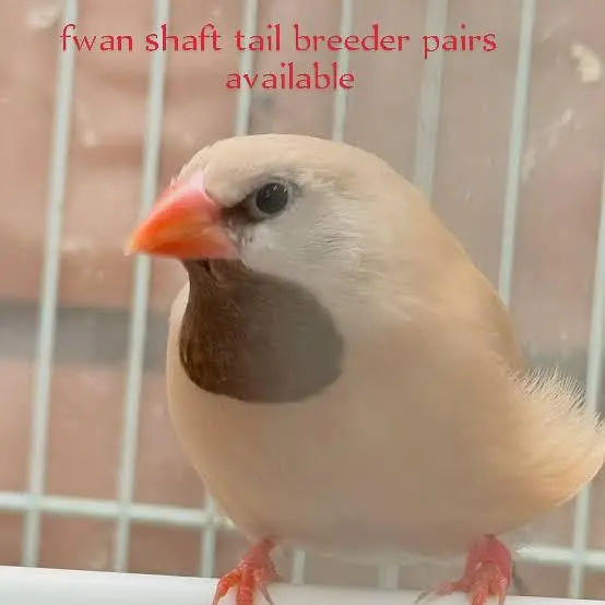 finches