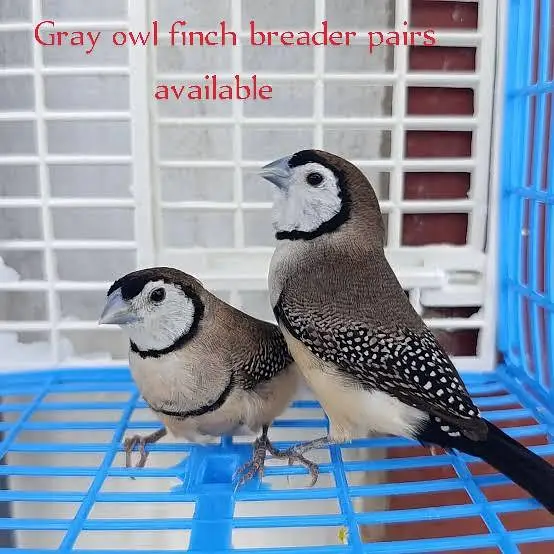 finches — photo 2