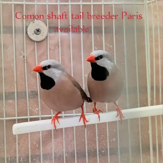 finches — photo 3