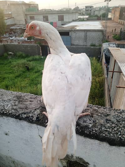 Mainwali aseel maadi white  .