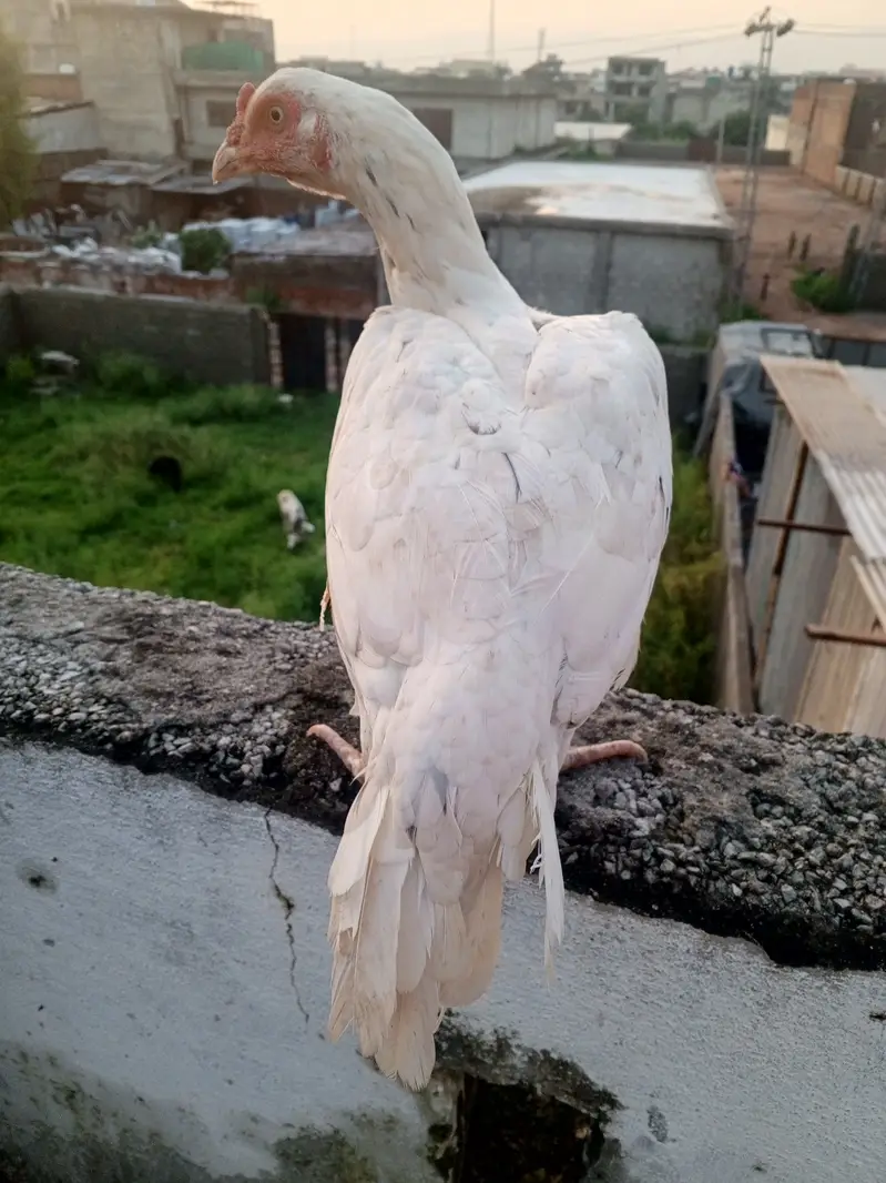Mainwali aseel maadi white  . — photo 2