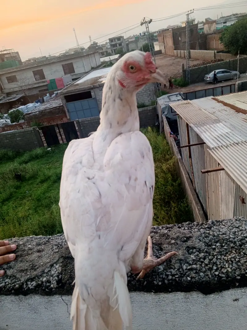 Mainwali aseel maadi white  . — photo 3