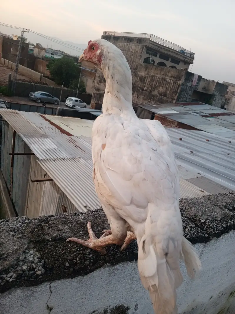 Mainwali aseel maadi white  . — photo 4