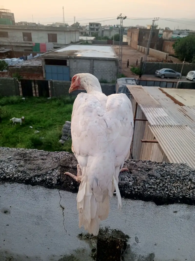 Mainwali aseel maadi white  . — photo 7
