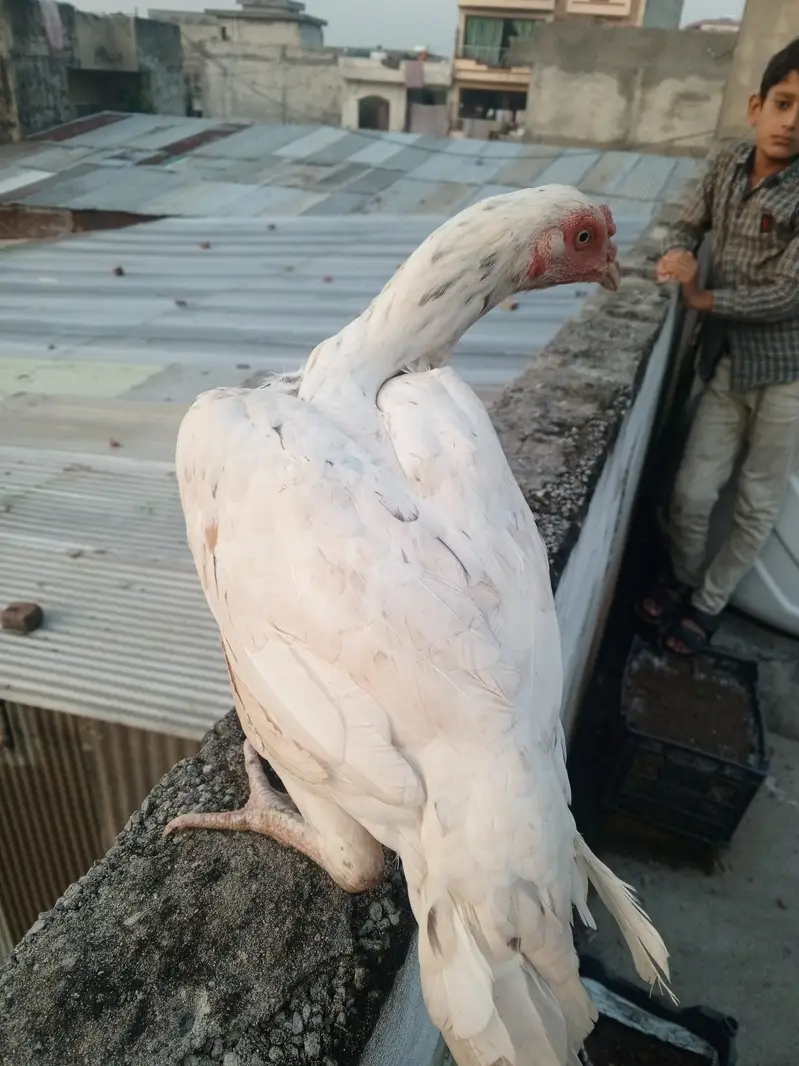 Mainwali aseel maadi white  . — photo 8