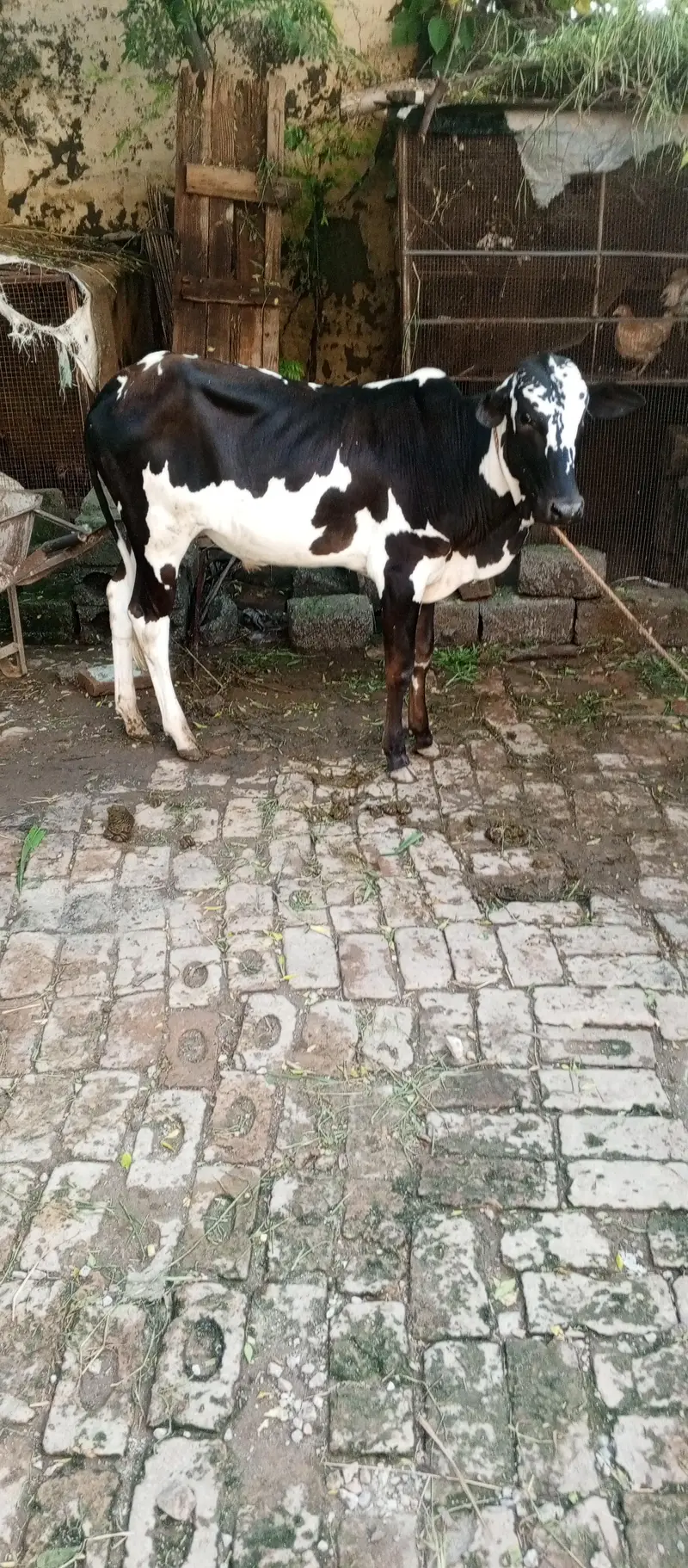 1 wacha 1 wachi fatha jangi nasal — photo 2