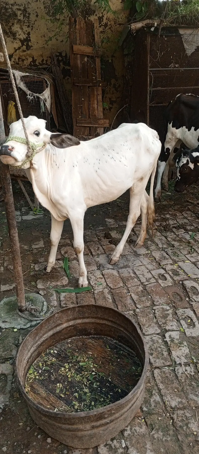 1 wacha 1 wachi fatha jangi nasal — photo 3
