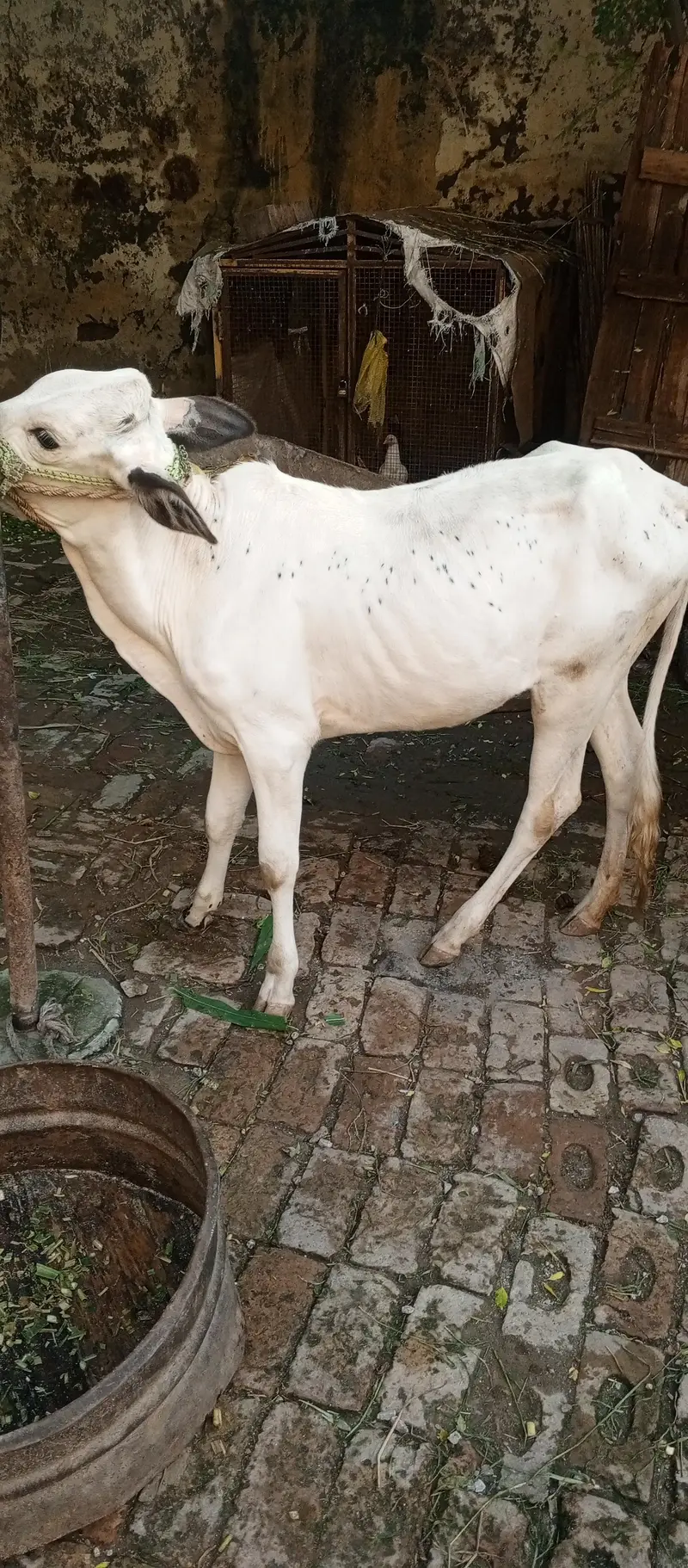 1 wacha 1 wachi fatha jangi nasal — photo 4