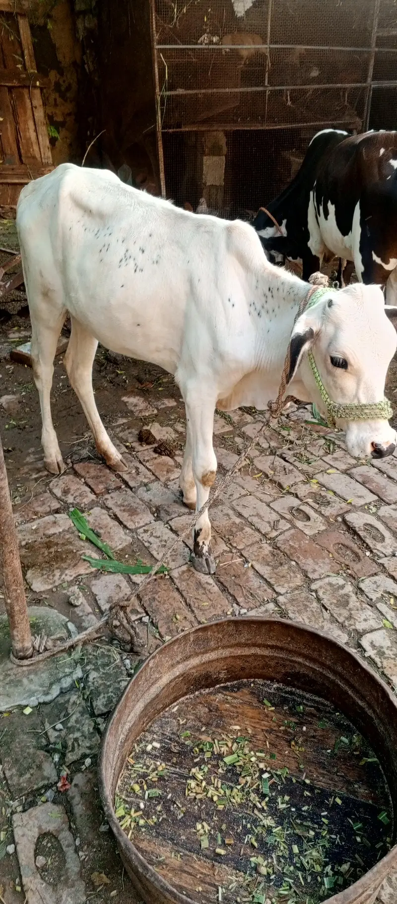 1 wacha 1 wachi fatha jangi nasal — photo 5