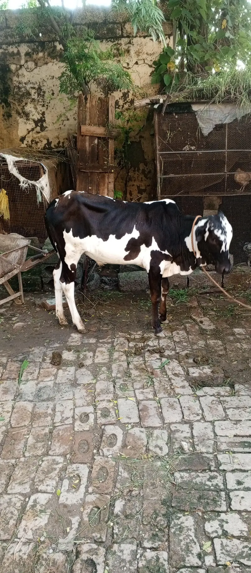 1 wacha 1 wachi fatha jangi nasal — photo 6
