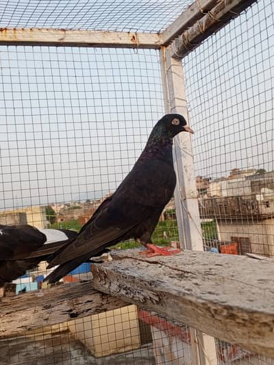 High Flying pegion
