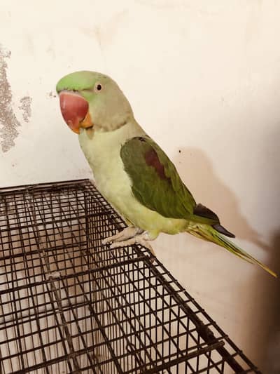 Couple parrots pahari for sale(male 2 years)(female 1 year)
