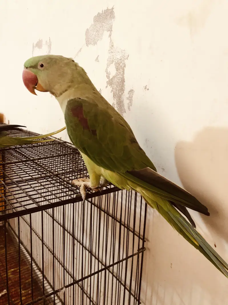 Couple parrots pahari for sale(male 2 years)(female 1 year) — photo 2