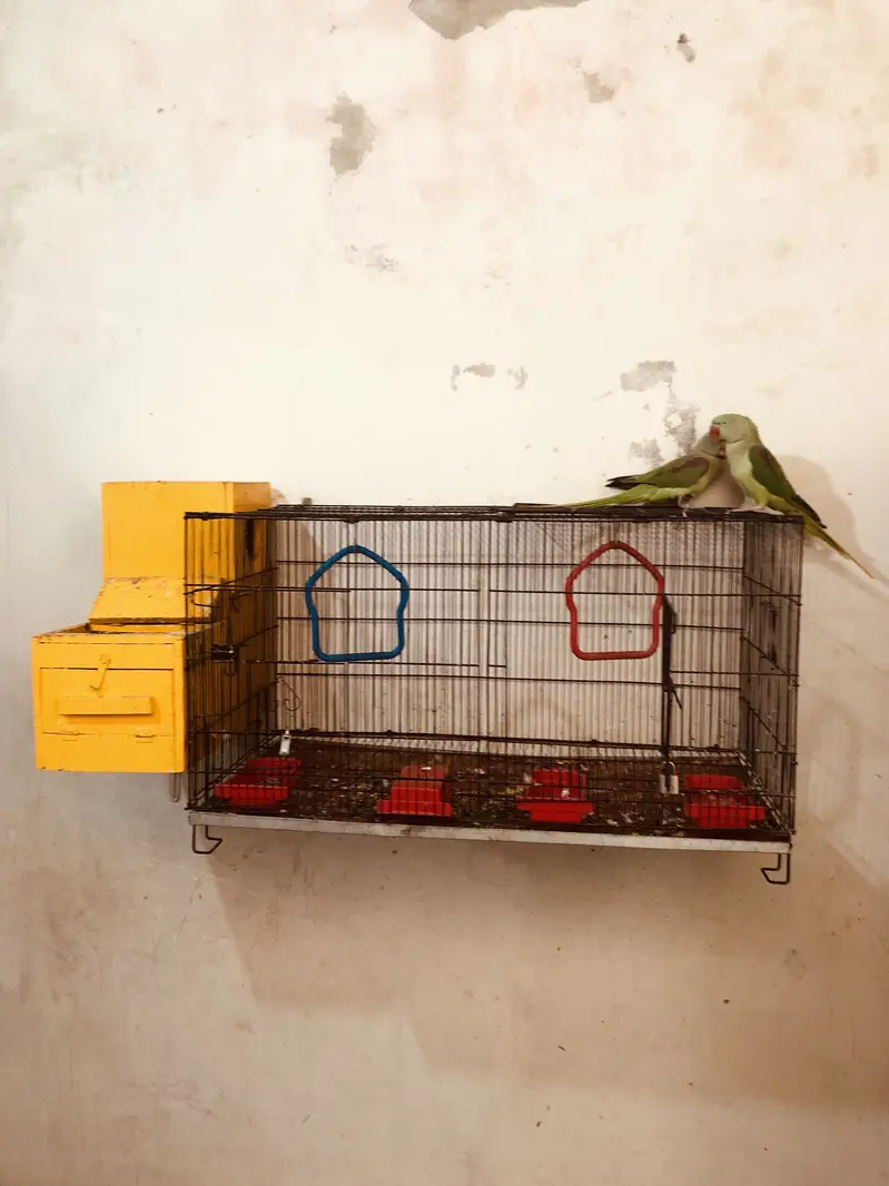 Couple parrots pahari for sale(male 2 years)(female 1 year) — photo 3