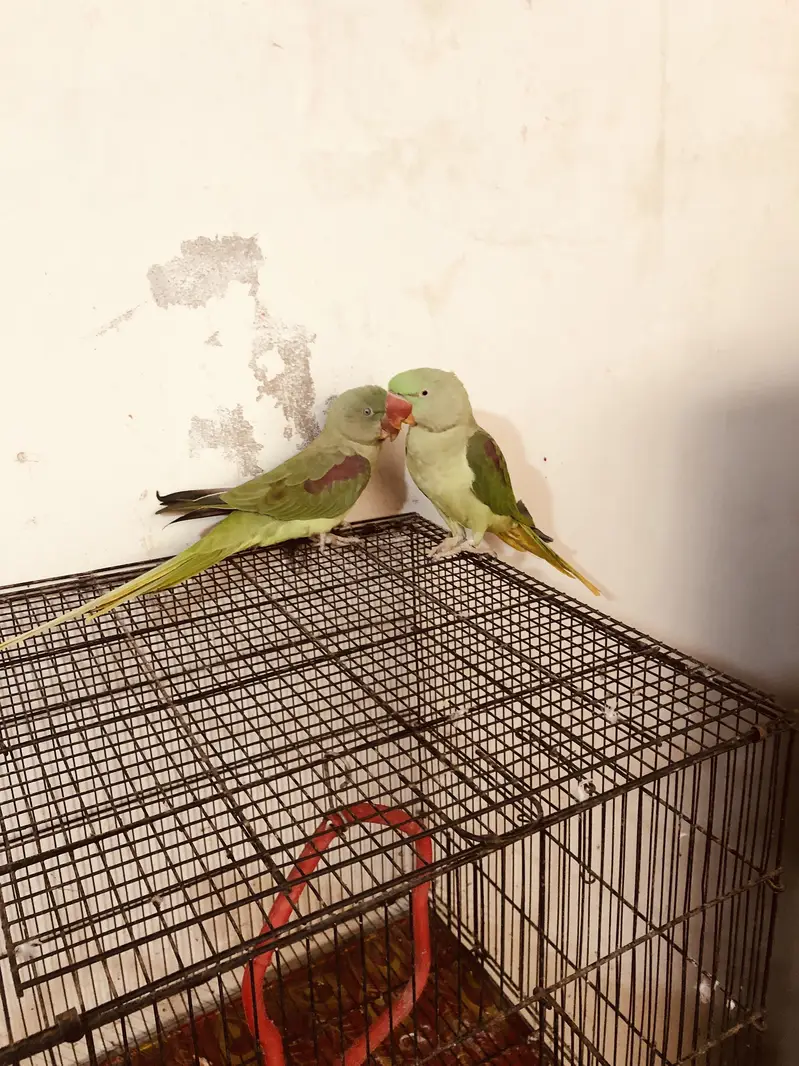 Couple parrots pahari for sale(male 2 years)(female 1 year) — photo 4