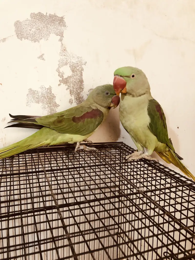 Couple parrots pahari for sale(male 2 years)(female 1 year) — photo 5