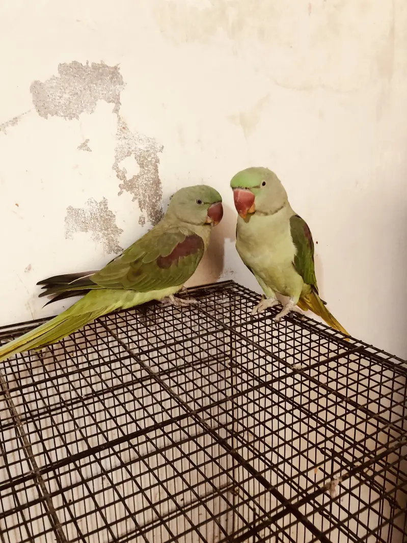Couple parrots pahari for sale(male 2 years)(female 1 year) — photo 6