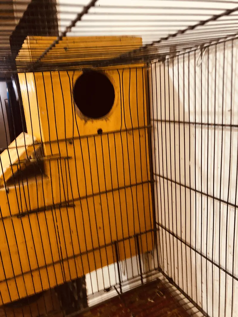 Couple parrots pahari for sale(male 2 years)(female 1 year) — photo 7