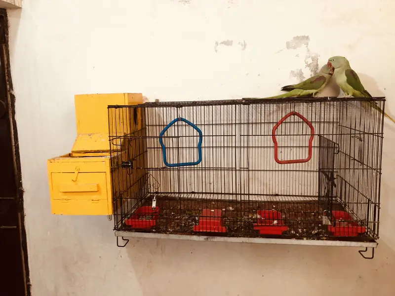 Couple parrots pahari for sale(male 2 years)(female 1 year) — photo 8