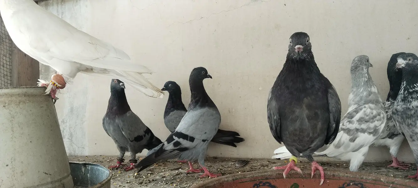 kabli kabootar ha 10 Jorhe — photo 2