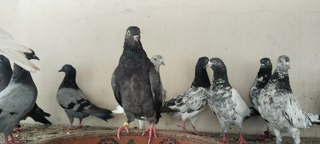 kabli kabootar ha 10 Jorhe — photo 3