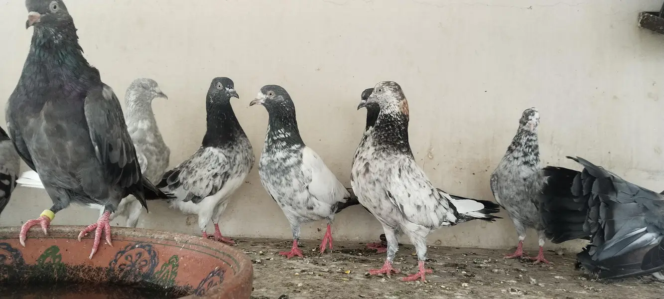 kabli kabootar ha 10 Jorhe — photo 4