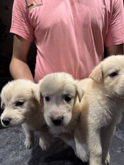 Golden Retriever available for sale