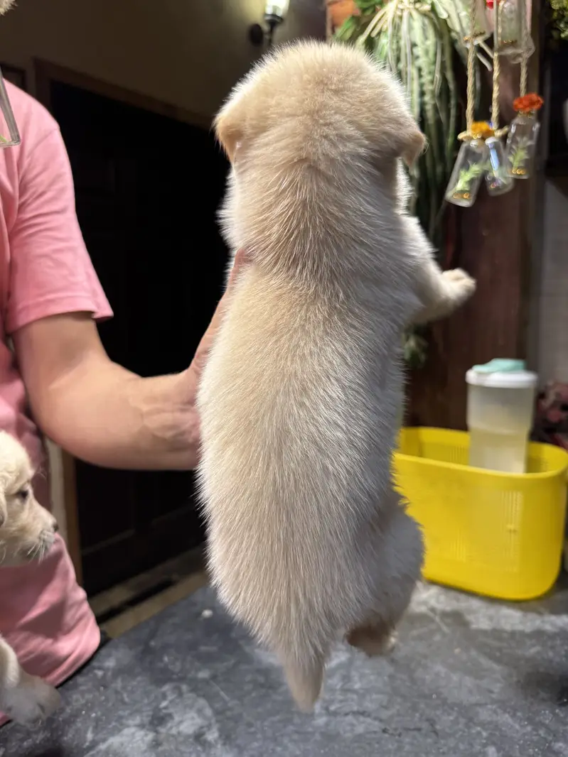 Golden Retriever available for sale — photo 2