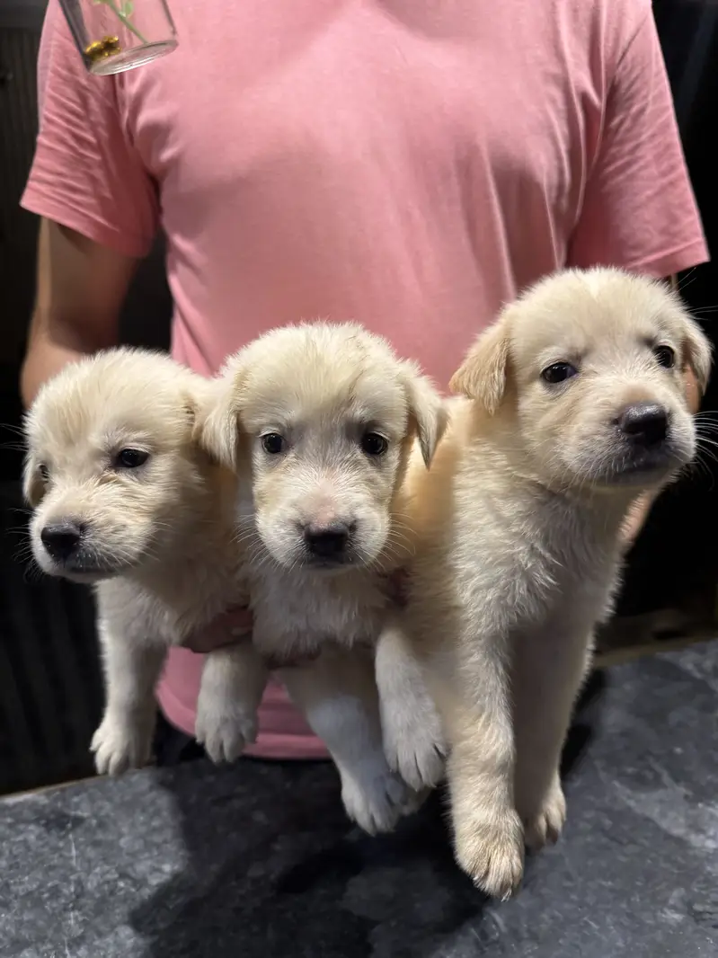 Golden Retriever available for sale — photo 3