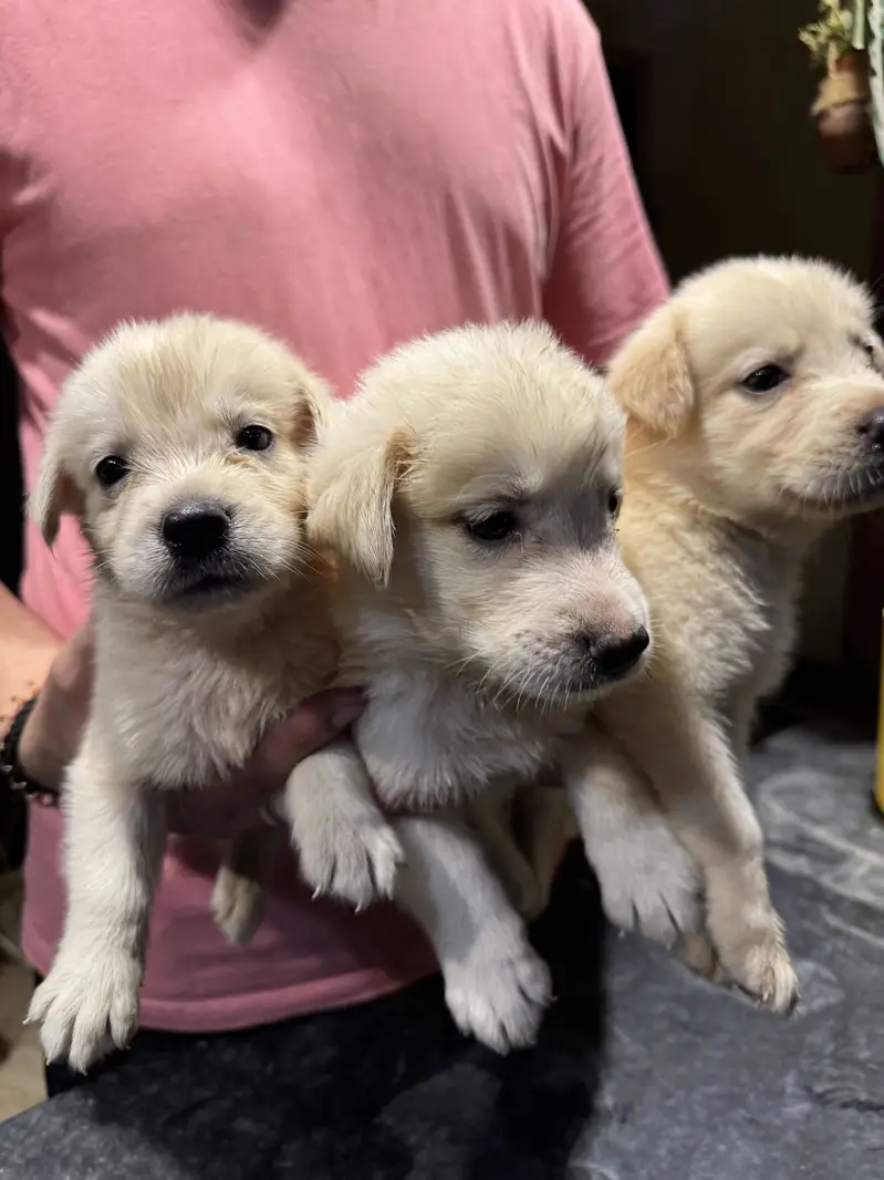 Golden Retriever available for sale — photo 4