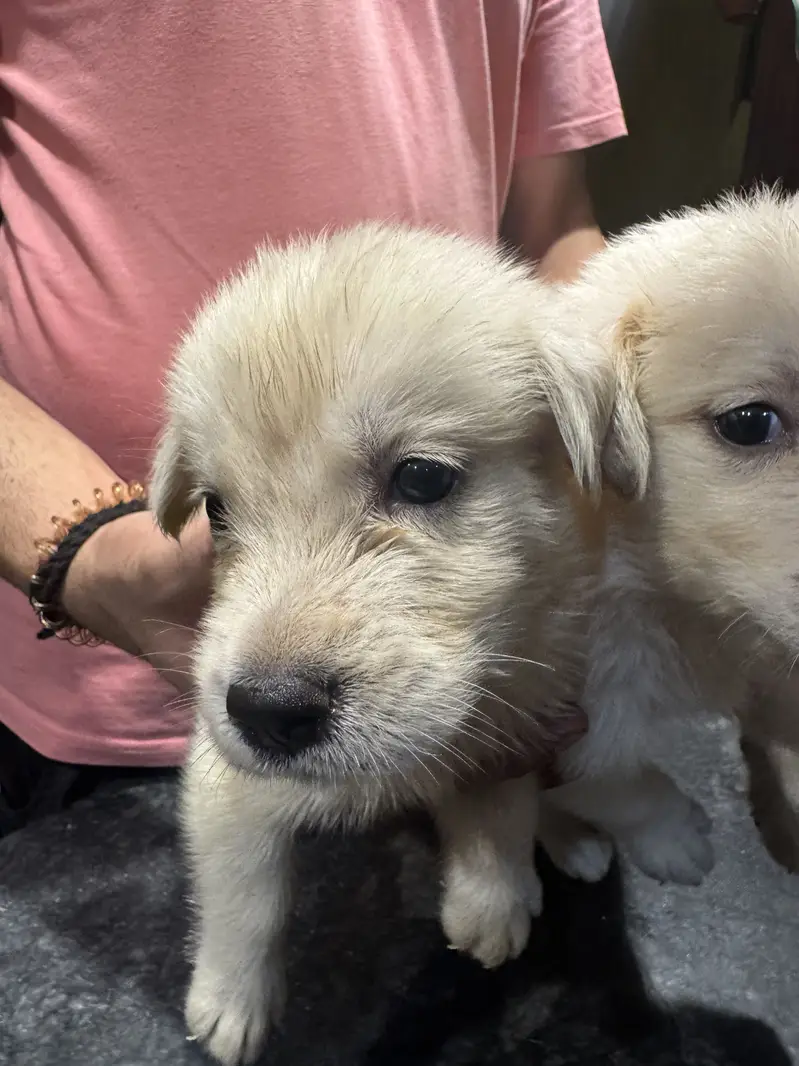 Golden Retriever available for sale — photo 5
