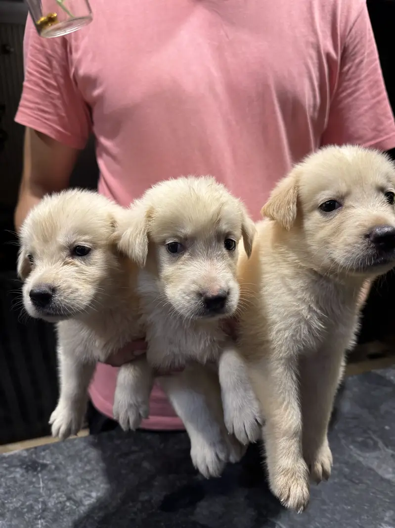 Golden Retriever available for sale — photo 6