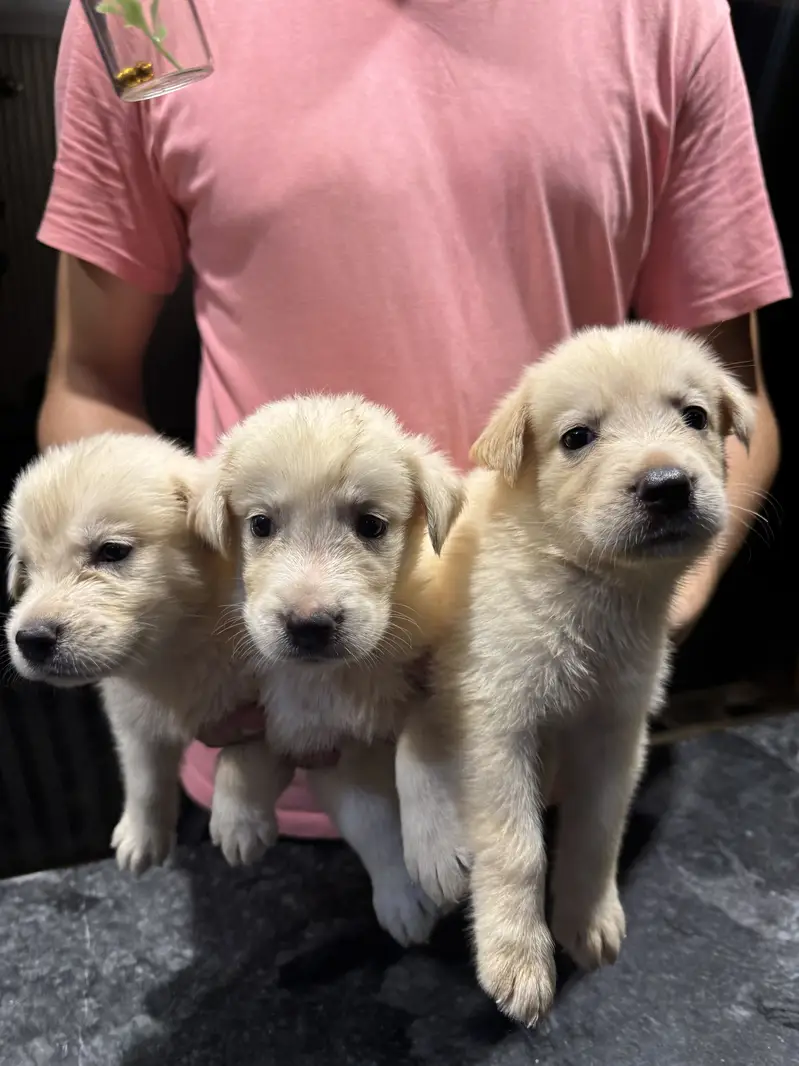 Golden Retriever available for sale — photo 7