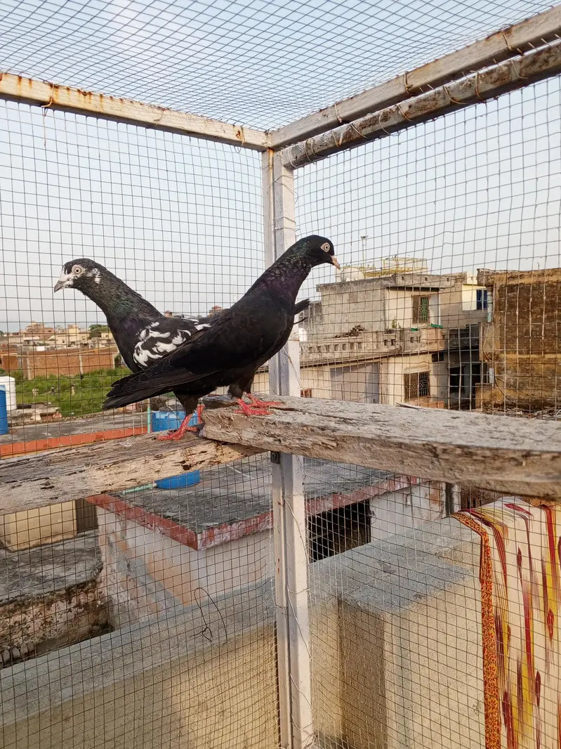 High Flying pegion — photo 2