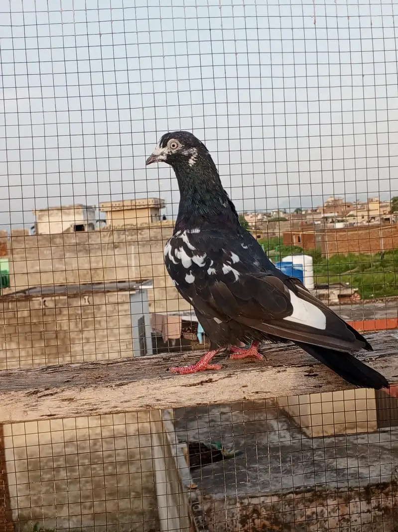 High Flying pegion — photo 3