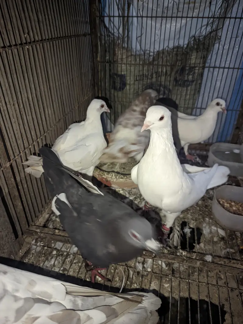 for sale healthy and active — photo 7