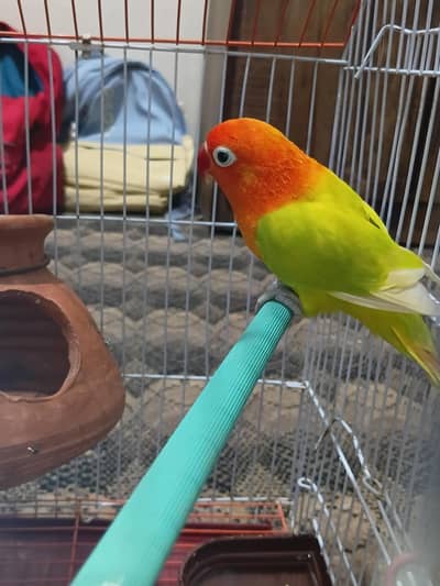 Fischer Lovebird (only 1 female) for sale